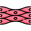 Supports Cellular Repair